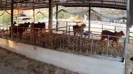 Frightened cow bolts through enclosure getting stuck in metal fence