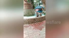 Macaque troop splash into temple fountain amid summer heat