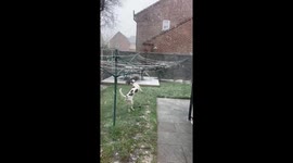 Puppy paws the powder: Springer Spaniel's first encounter with snow