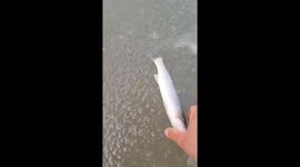 Thousands of fish froze on the river's surface when temperatures dropped below 0 degrees Celsius in Korea