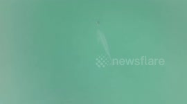 A Finless Porpoise Swims in Yangtze River