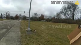 Sharonville Police Capture Second Hawk in 3 Days in OH, USA