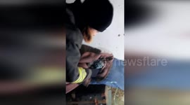 Firefighters Save Trapped Cat from Occhiobello House Fire in Italy