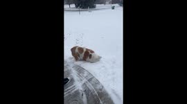 Bulldog bliss: Scarlette's snow sliding sdventure in Hinckley, Ohio