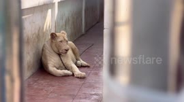 Officials search house after two more pet lions seen roaming streets in Thailand