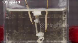 Researchers develop bio-hybrid robot with muscle and artificial skeleton