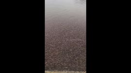 Local baffled as thousands of worms rise to surface of river in Vietnam
