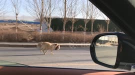 Dog retrieves a passing drivers missing hat in Mangya, China