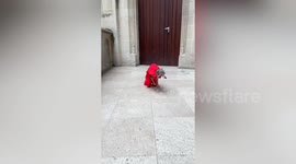 Pampered pooch has custom-made wardrobe of $20k designer clothes - and struts down runways all over the globe