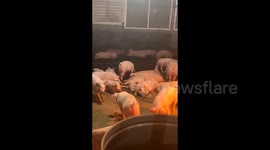 Chinese farm transforms swine into 'party pigs' with dance music for better meat quality