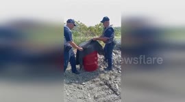 Police Rescue Fox Stranded on Corridor de Los Pobres, Panama