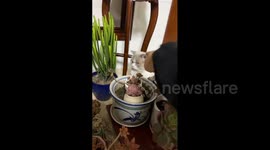 Cat Responds with an Amusing Eye-Roll in Liaoyang, China