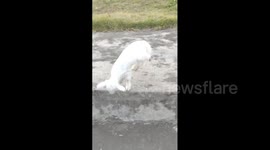 Adorable Lamb Showing Off Jumping Skills Ends in Quanzhou, China