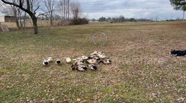 Trio of border collies work together to herd ducks through ring