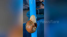Time-lapse footage shows golden apple snail laying clutch of eggs