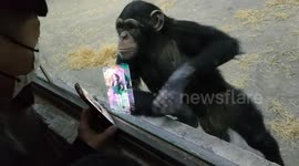 Chimpanzee fascinated by videos playing on tourist's phone at zoo in China