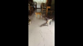 Muddy homecoming: Missy the cat's nonchalant return leaves owner puzzled