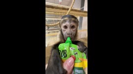 Hungry monkey ingeniously sips nourishment from fruit juice packet in Vinnytsia Zoo