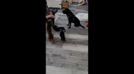 Sweet moments in Salzgitter, Germany as dogs gather for treats