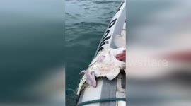 Endangered Angel Shark's Miraculous Birth During Rescue in Ubatuba, Brazil