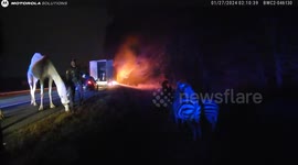 Heroic Rescue Effort Saves Exotic Animals from I-69 Trailer Fire in Marion, USA