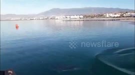 Striped Dolphin Rescued and Released After 3-Day Rehabilitation Effort in Almeria, Spain