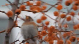 Brambling Forage for Food in Bozhou, China