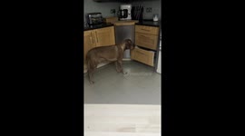 Dog Surprises Himself By Opening Drawer