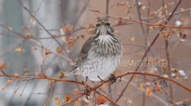 Black-throated Thrush Forages for Begonia Fruit in Bozhou, China