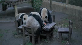 Well-mannered giant pandas sit at wooden panda to gorge on fruity meal