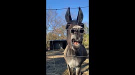 Playful Donkey Has A Good Day