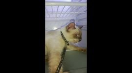 Pet Siamese cat refuses to come out of refrigerator on hot day