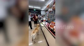 Friendly pet Labrador gets treat from supermarket cashier