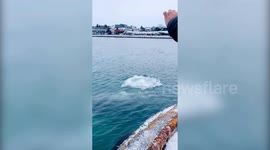 Humpback whale set up home near harbour in Iceland for three weeks delighting tourists and locals