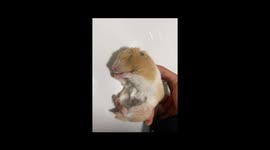 Heartwarming Rescue: Chinese Owner Uses Hair Dryer to Revive Frozen Hamster