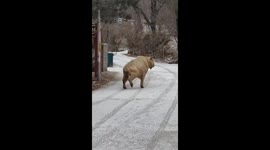 Chinese Man Nearly Gets Attacked in Close Encounter with Rare Wild Antelope