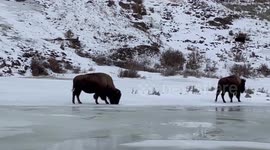 Buffalo takes tumble on ice at Yellowstone National Park