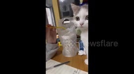 Curious Cat Tries to Join Owner for a Sip of Milk Tea in Chongqing, China