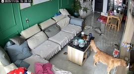 Сlever dog killedfully turned on the smart speaker by herself in Huaihua, China