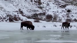 Buffalo slips on frozen lake in Yellowstone National Park