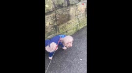 Poodle walks on its front paws after taking a piss *Hilarious*