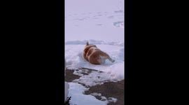 Snowy shenanigans: Scarlette the bully's blissful back roll in Hinckley, UK