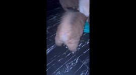 Thirsty puppy twerks while lapping up water