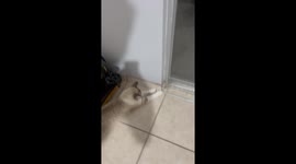 Window measurement assistant: cat lends a paw in Aguascalientes, Mexico