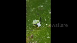 Discover the enchanting world of Costasiella usagi: the adorable 3mm nudibranch