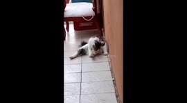 Kiroro, en su baño matutino, después de una larga cacería con su amiga channel María ,amigos inseparables