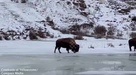 Massive bison looks like Bambi on ice as he slips and falls on frozen river