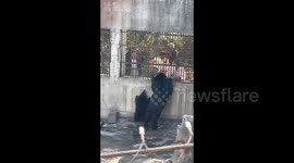 Playful black bear cub charms visitors with repeated leaps for treats at Chinese zoo