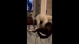 New Puppy, Moose, gets too comfortable with my 2 year old Lab, Jax!