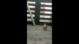 Kiroro,Regreso a casa de su padre ,después de vigilar su territorio.